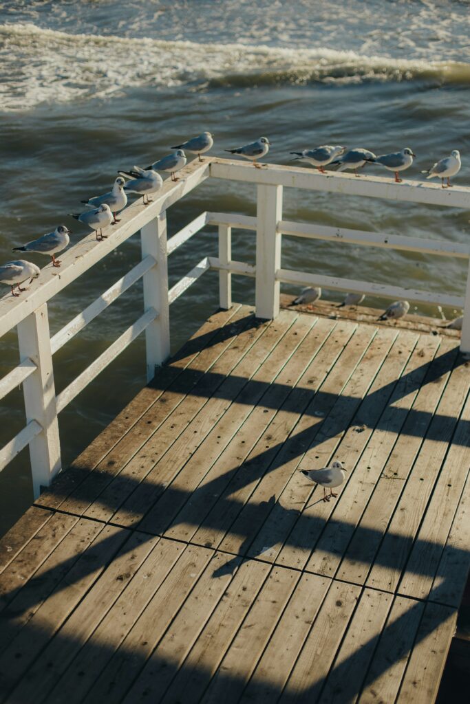 deck pressure washing wood restoration